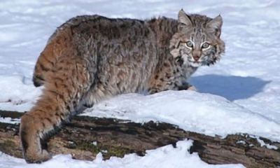 canada lynx sighting vermont