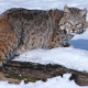 canada lynx sighting vermont