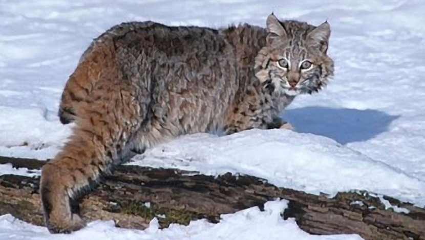 canada lynx sighting vermont